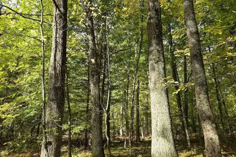 Pembine, WI Vacant Land