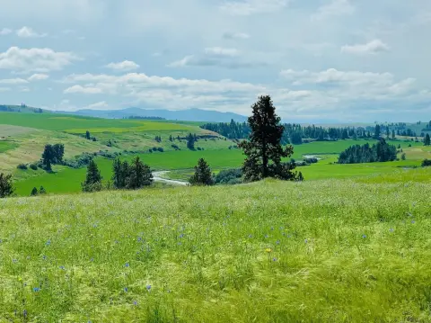 Picturesque 40-Acre Parcel in Spangle