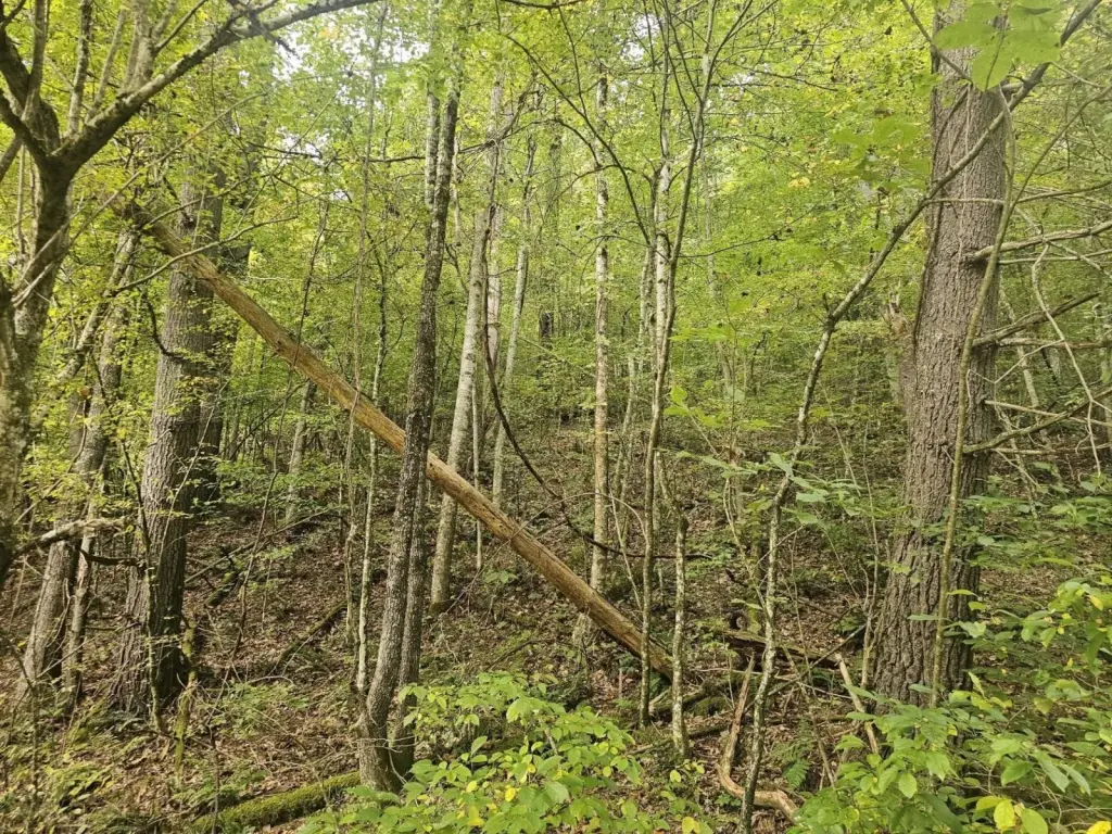 Picture 25
