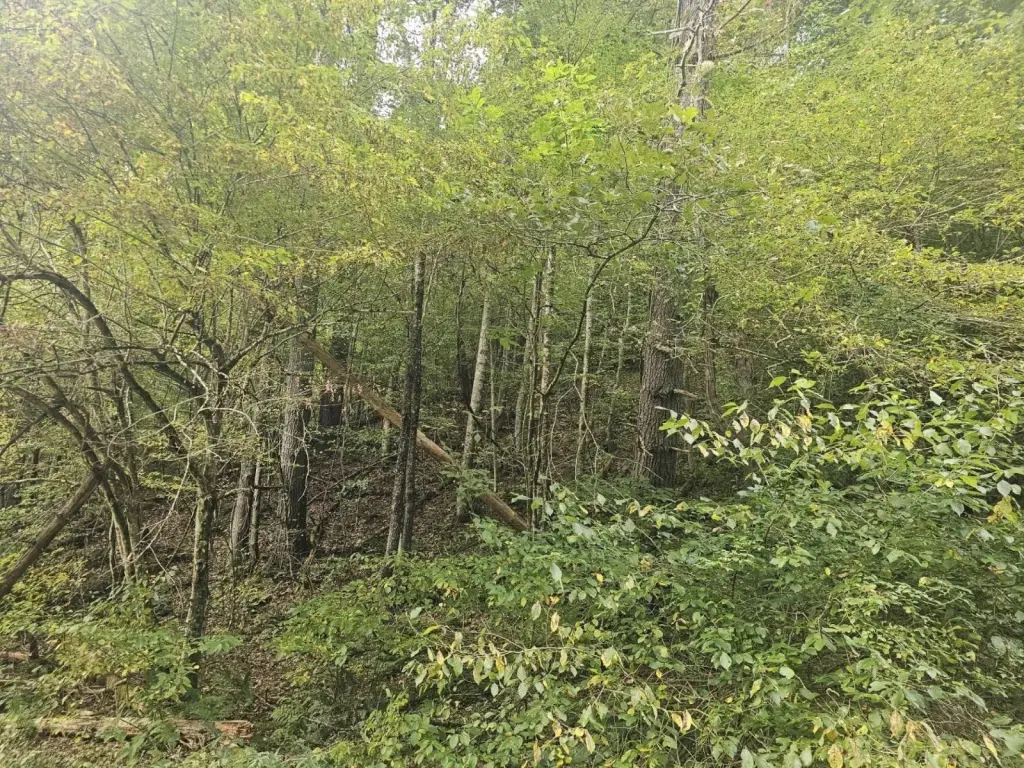 Picture 24