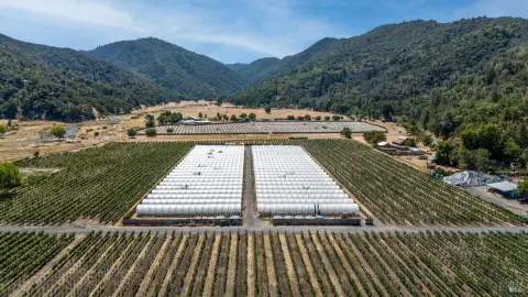 Licensed Cannabis Operation with Vineyard