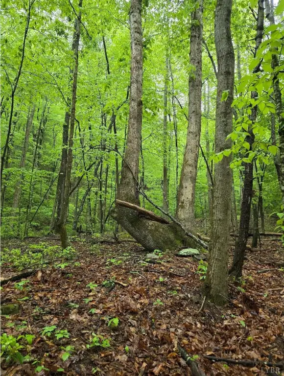 Picture 47