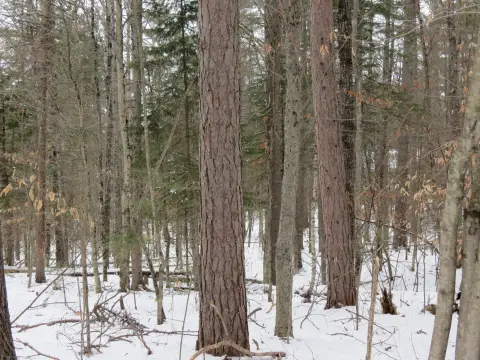 Vacant Land Near State Land