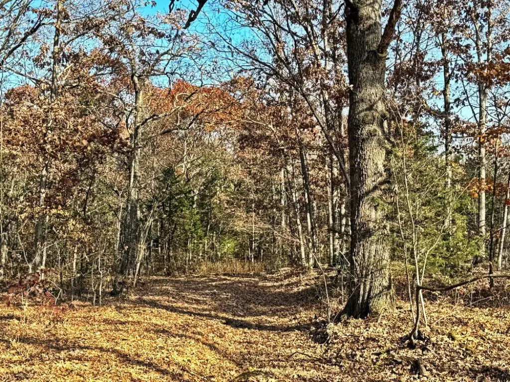 Picture 41