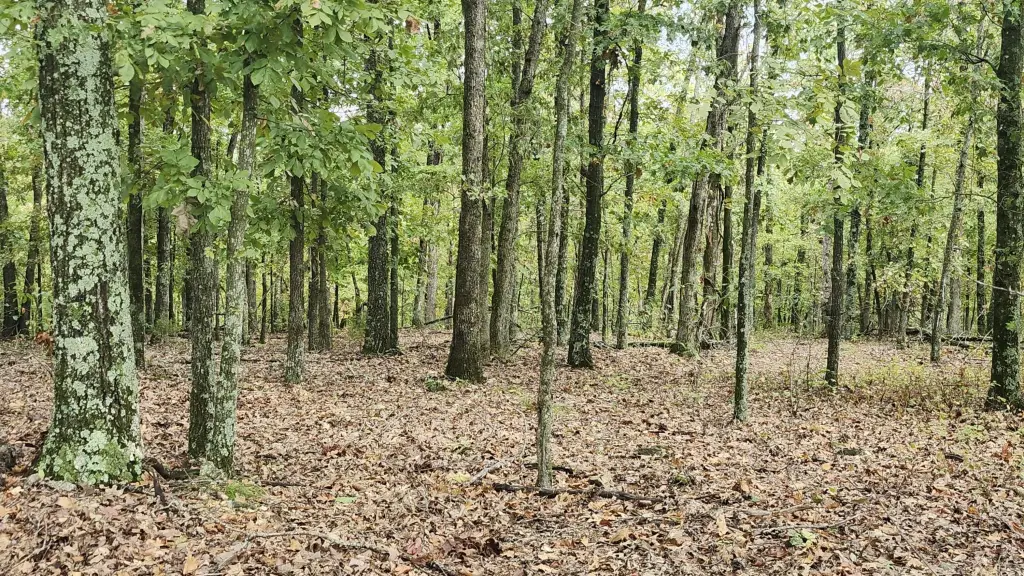 Picture 21