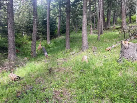 Wallowa Lake Buildable Treed Lot