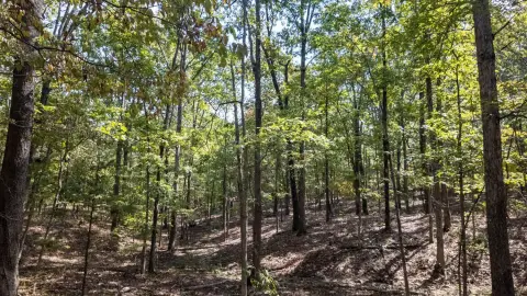 Ozark Wooded Acreage For Sale