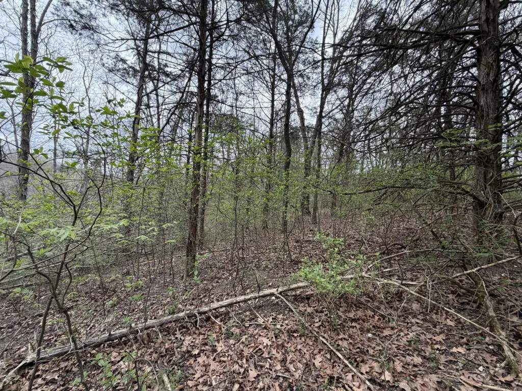 Picture 8