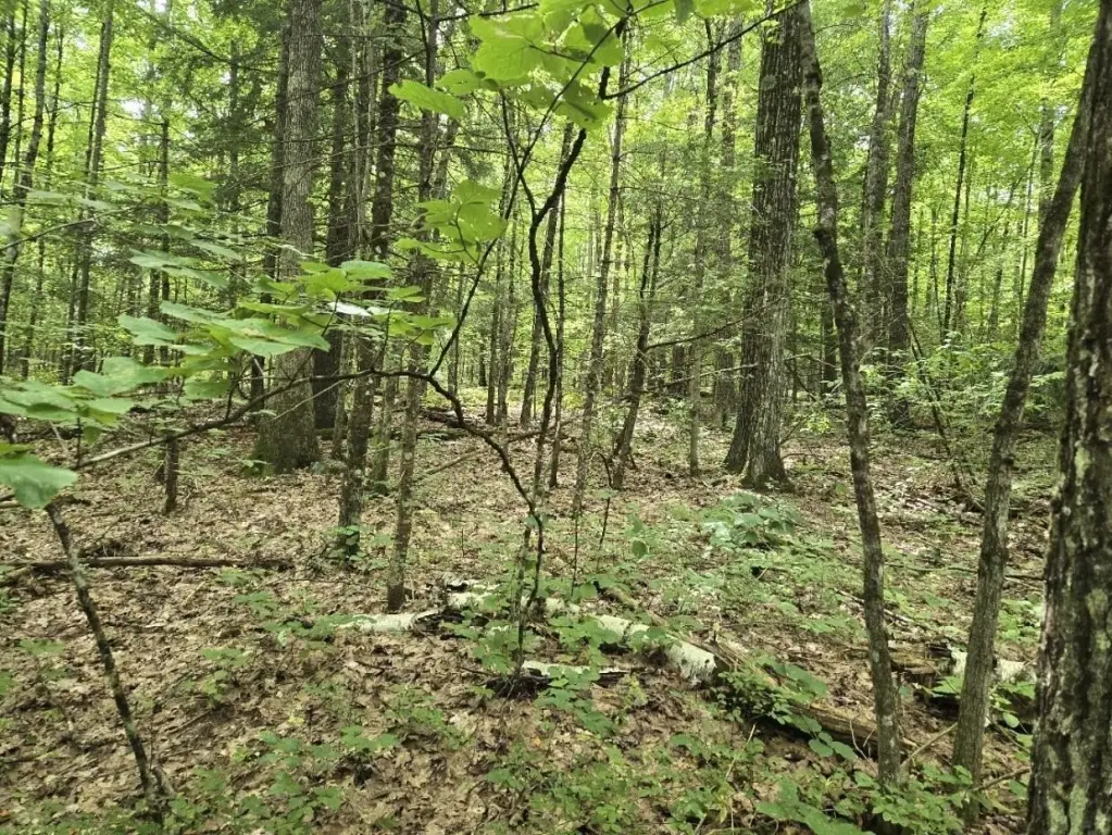 Picture 19