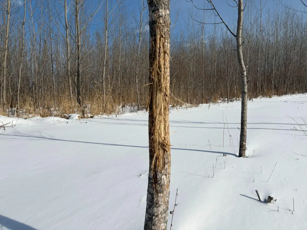 Picture 41