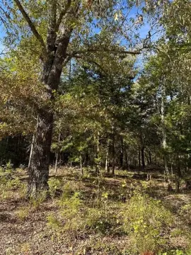 Sumner, TX Wooded Land