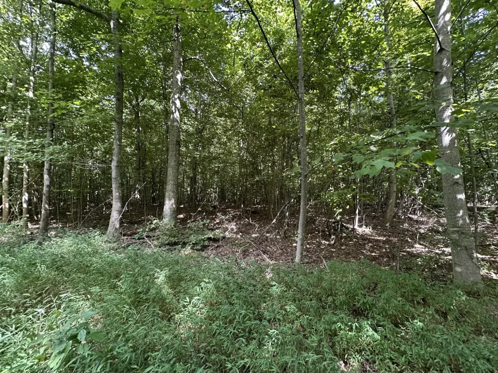 Picture 21