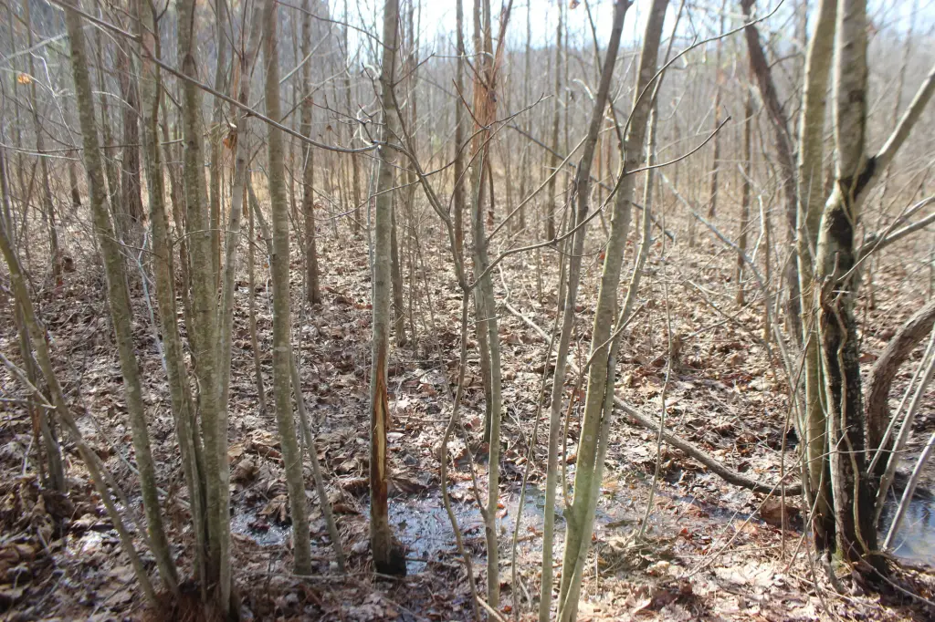 Picture 8