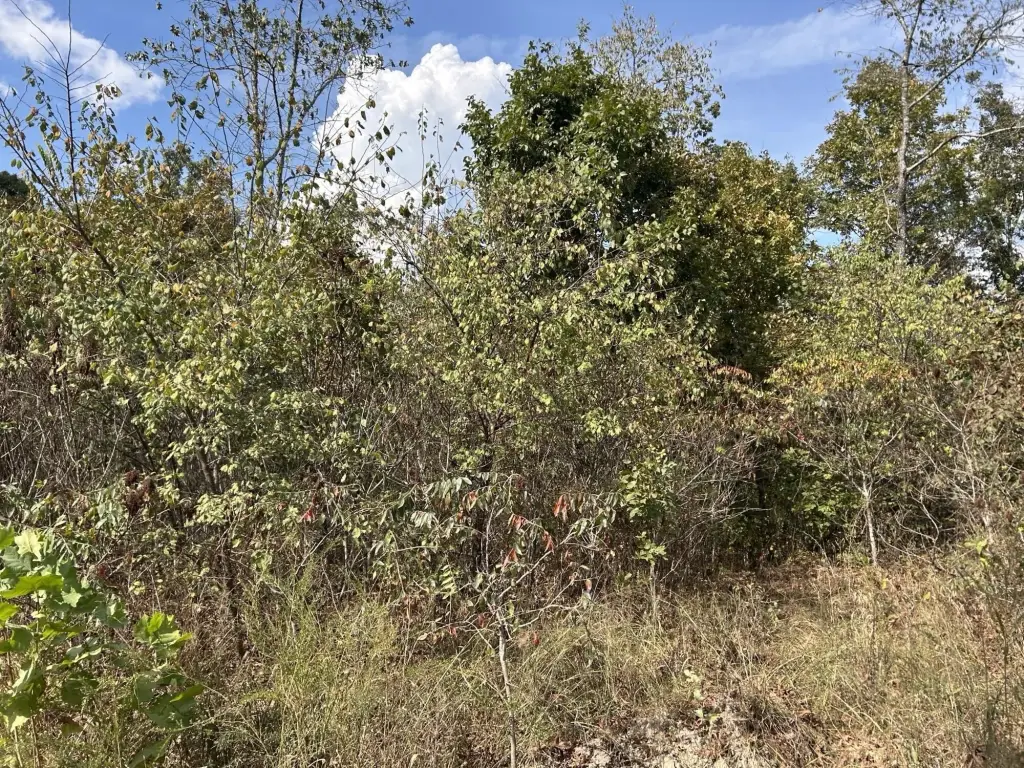 Picture 27