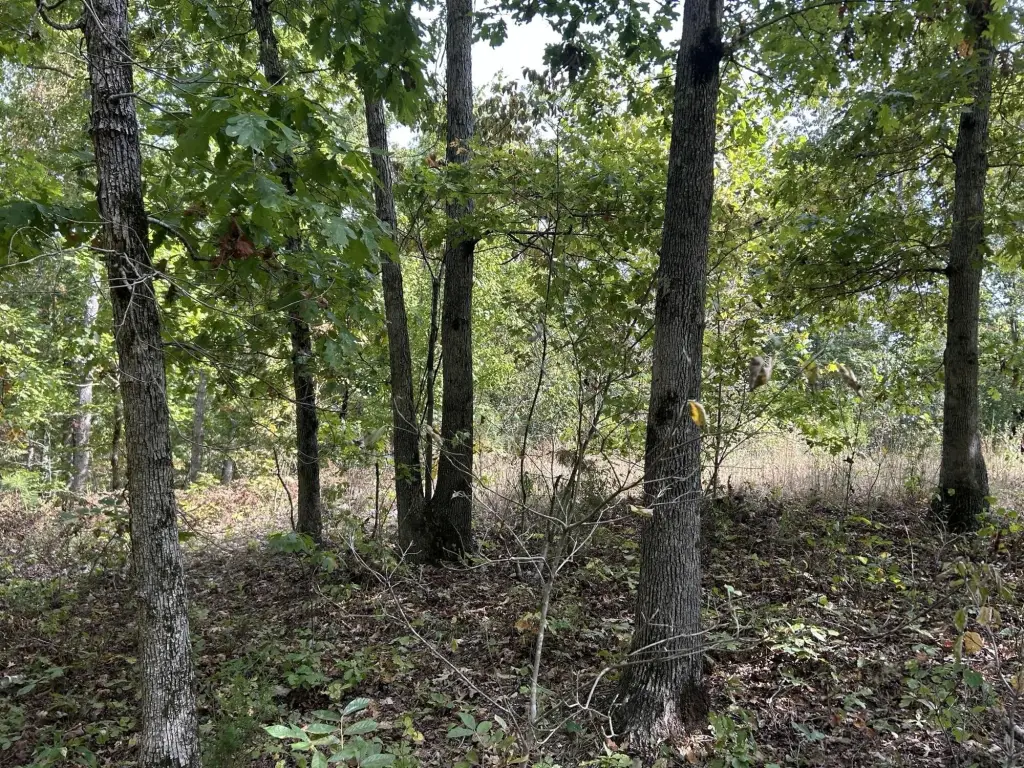 Picture 21