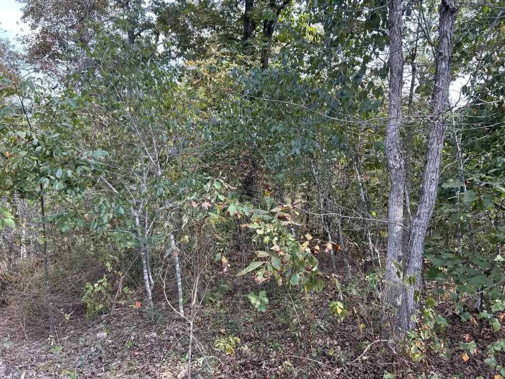 Picture 15