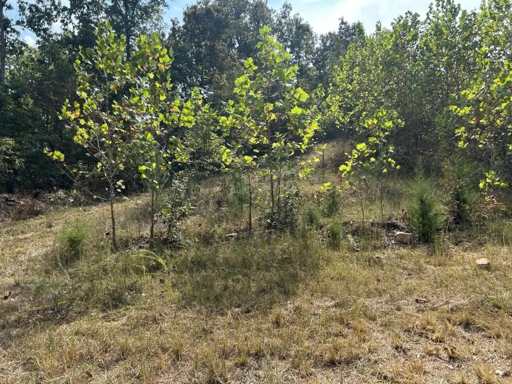 Picture 19