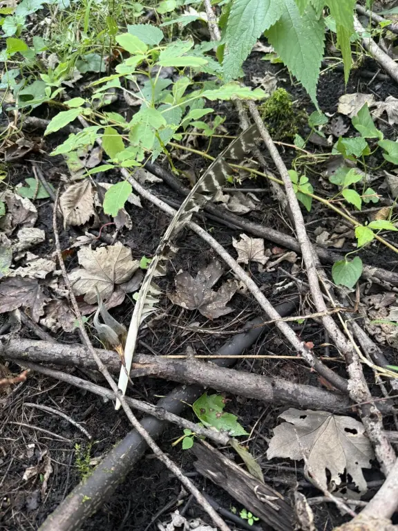 Picture 41