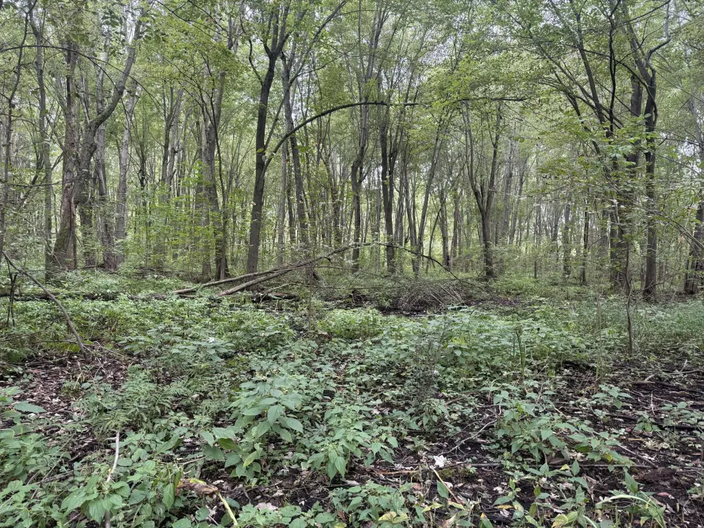 Picture 43