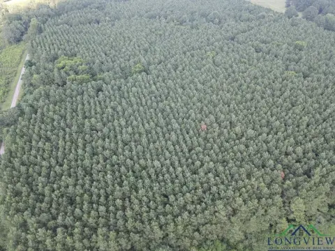 Heavily Wooded Panola County Acreage