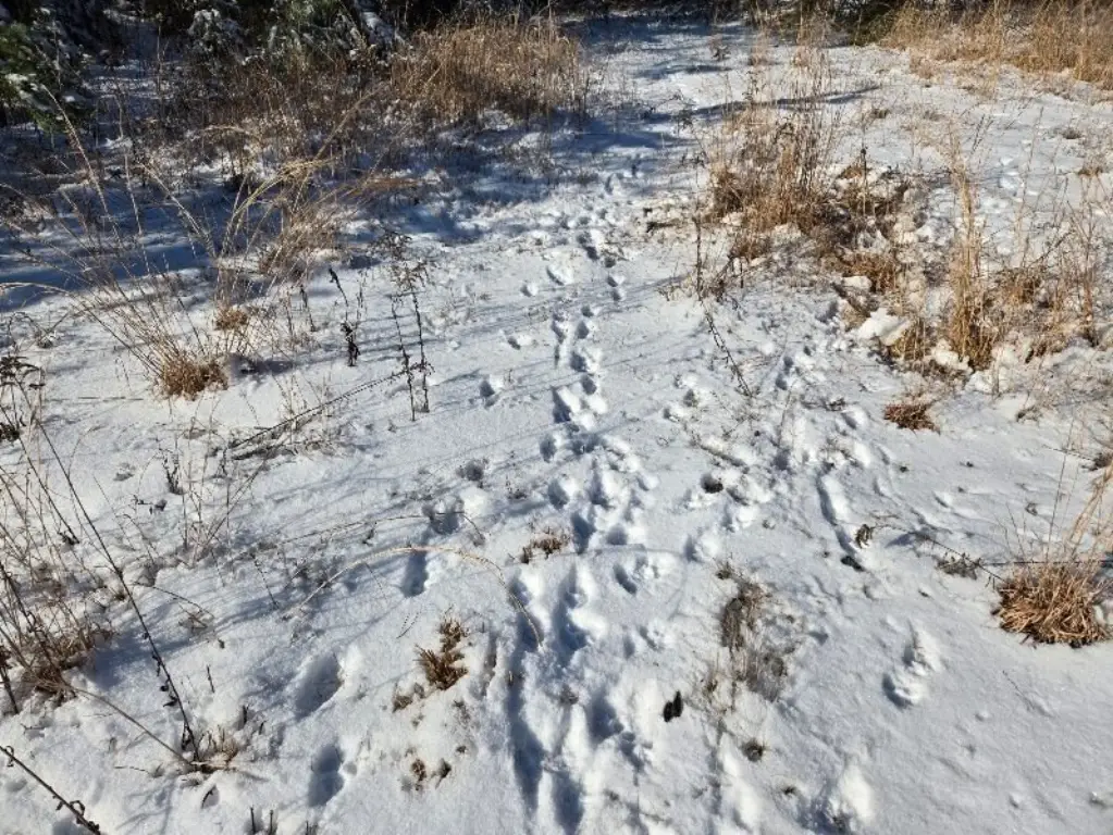 Picture 5