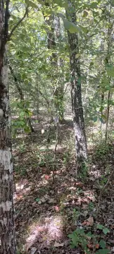 Wooded Lot Near Bull Shoals