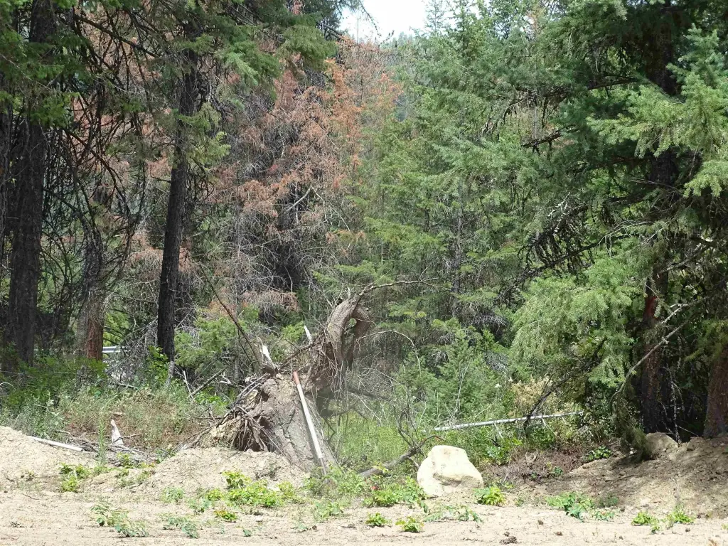 Picture 9