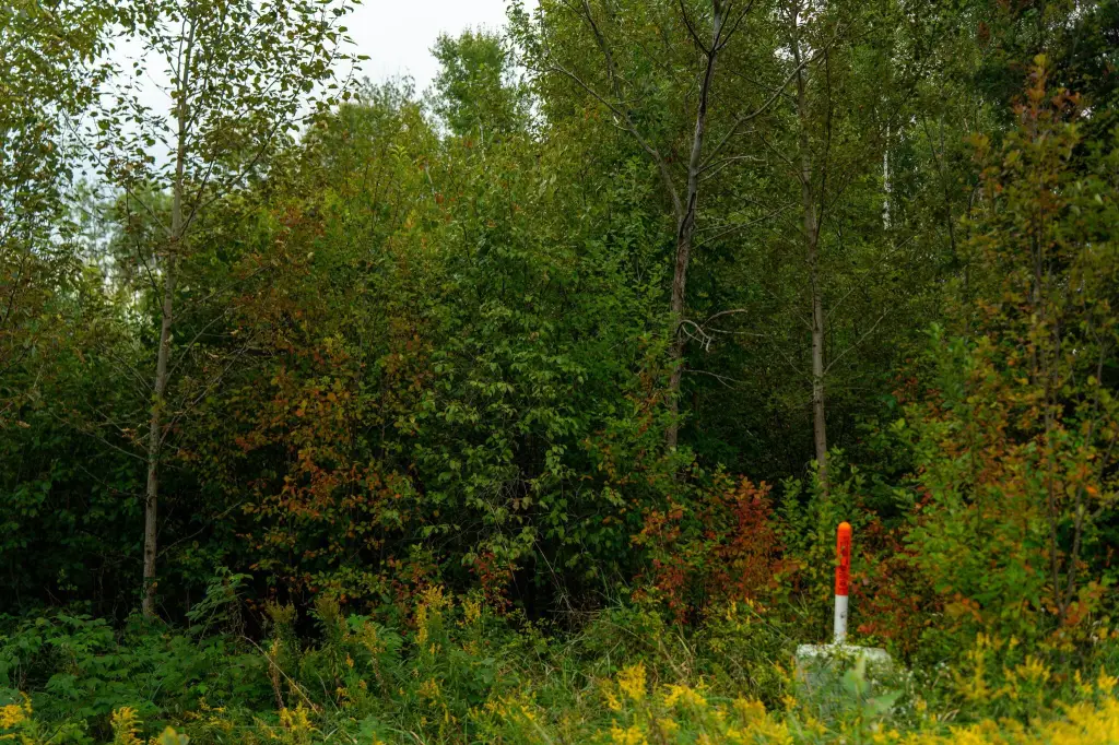 Picture 30