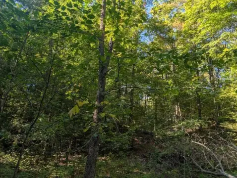 Wooded Hunting Land