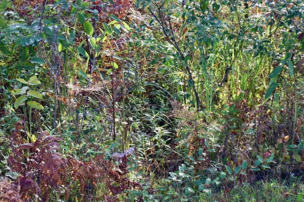 Picture 45