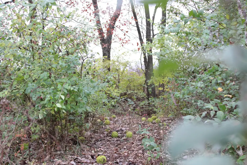 Picture 19