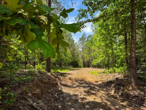 Wooded Land with Building Sites