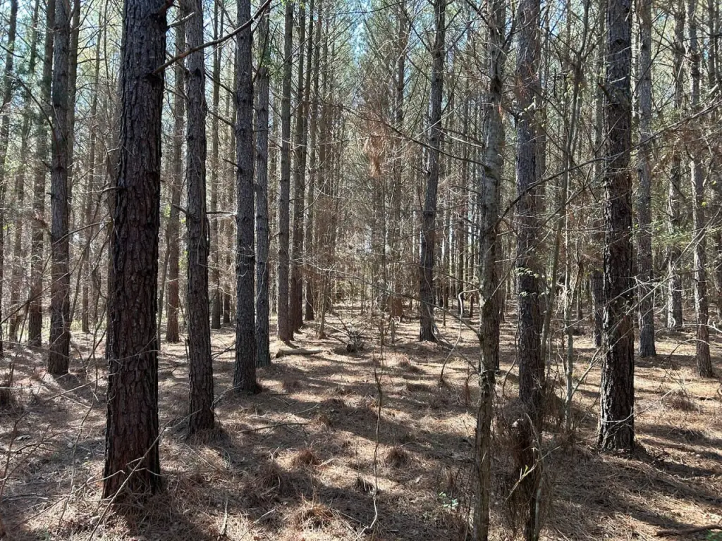 Picture 6