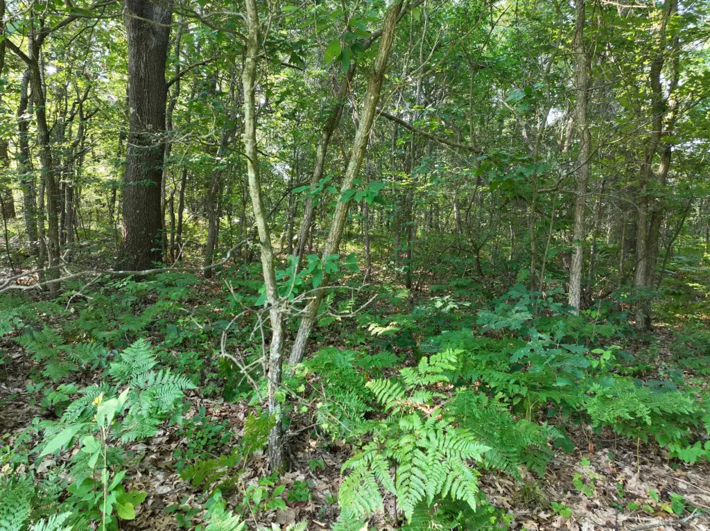 Picture 5