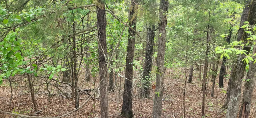 Picture 2