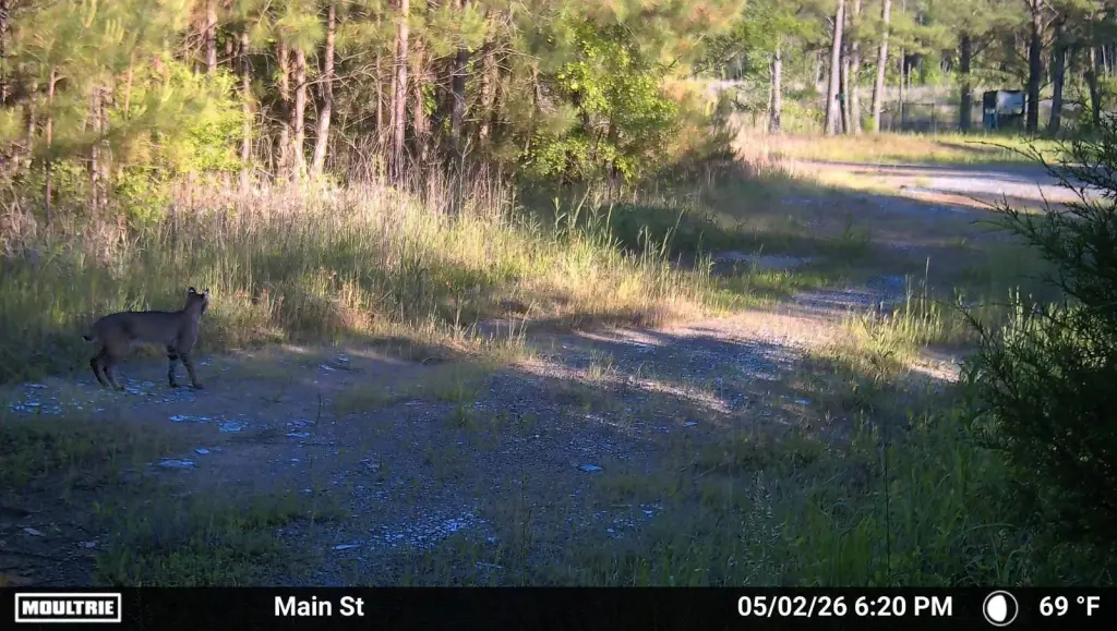 Picture 41