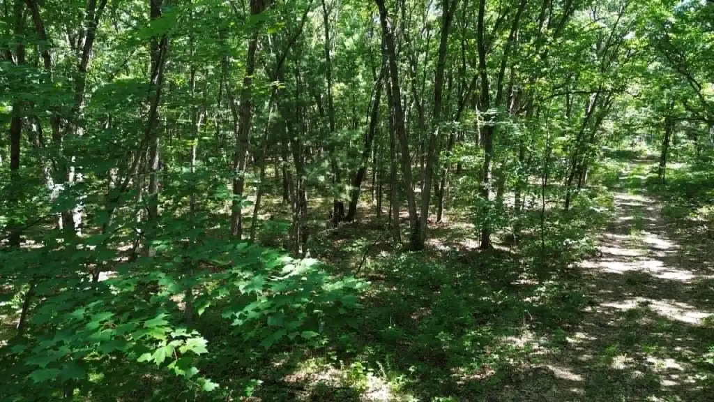 Picture 8