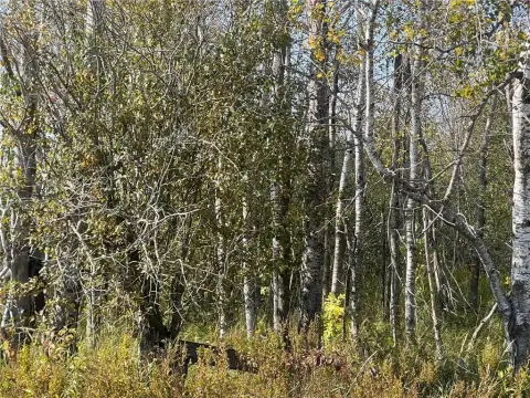 Land with Mature Birch Trees