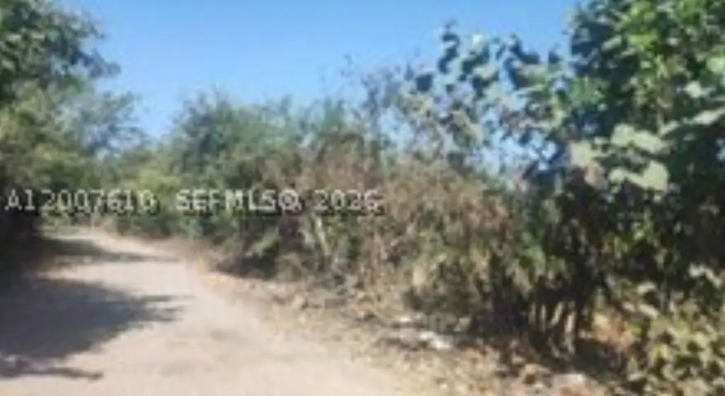 Picture 8