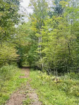 Managed Timber Hunting Land