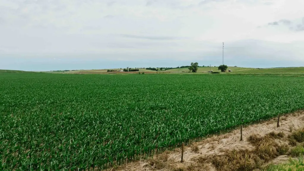 Picture 20
