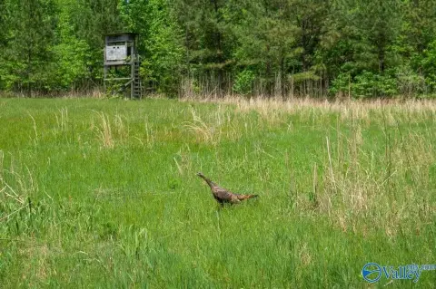 Princeton, AL Hunting Land