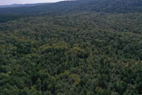 Secluded Timber Tract Bordering National Forest
