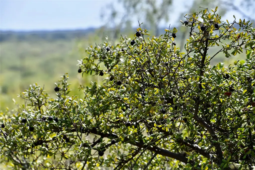 Picture 30
