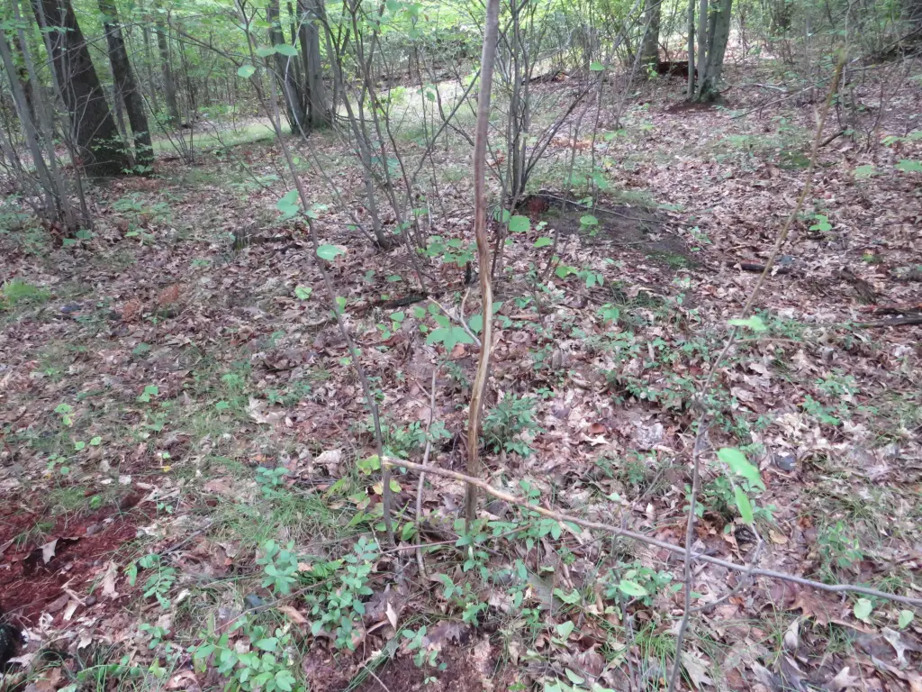 Picture 41