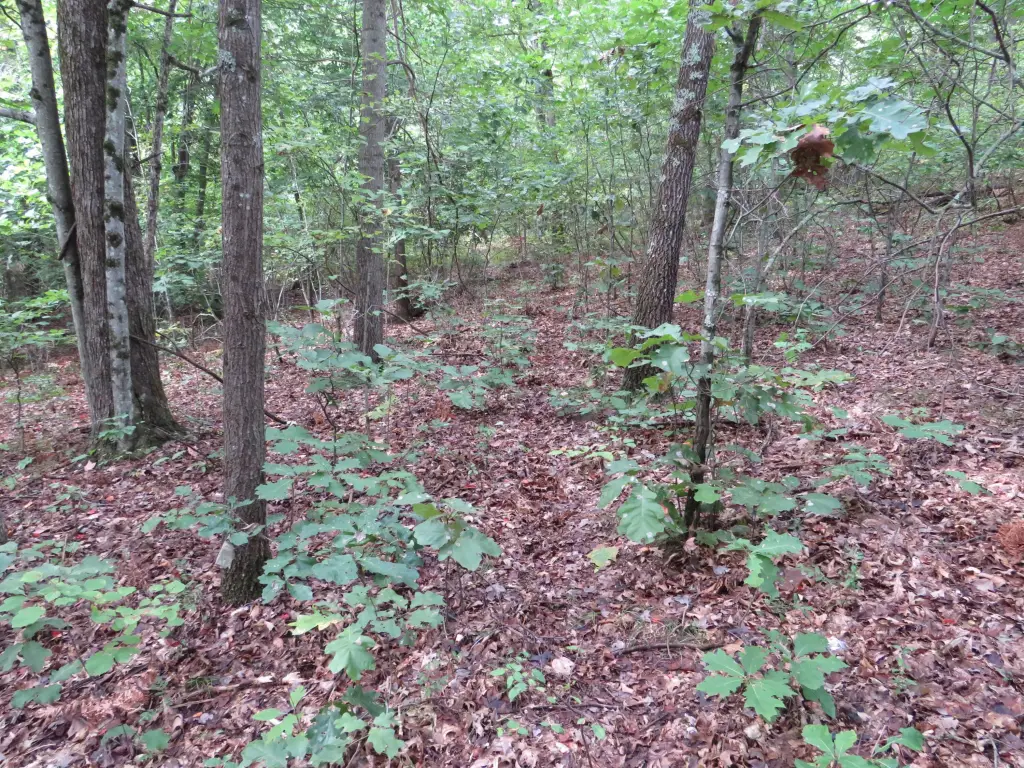 Picture 39