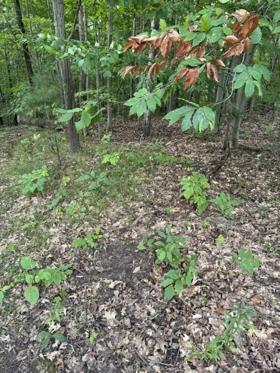 Picture 29