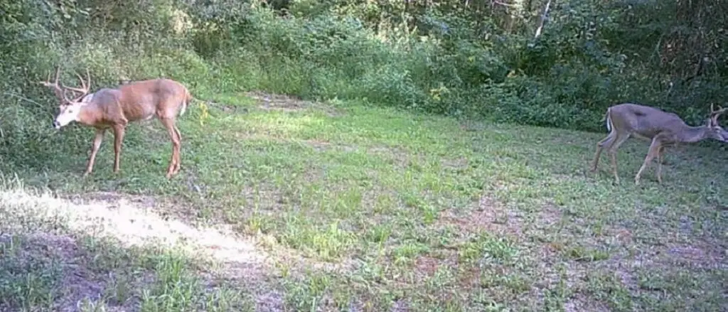 Picture 11