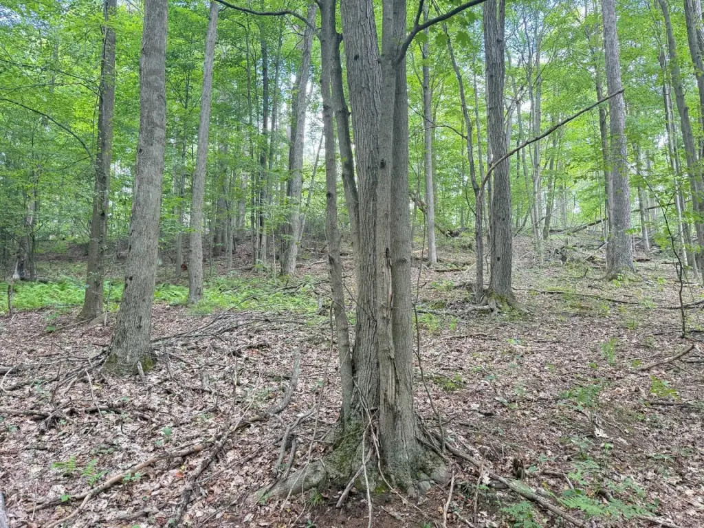 Picture 18