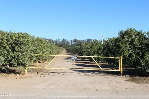 High-Producing Lemon Grove in Somis